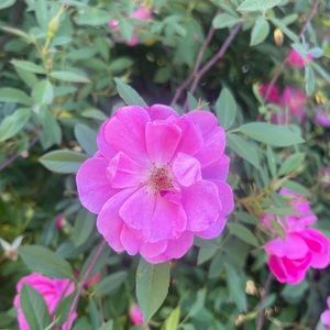 Meet your Posher, Mia